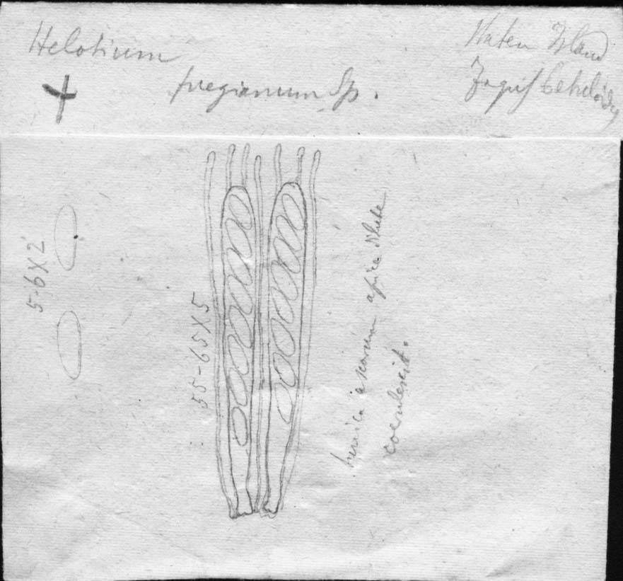 dibujo de Helotium fuegianum Speg.