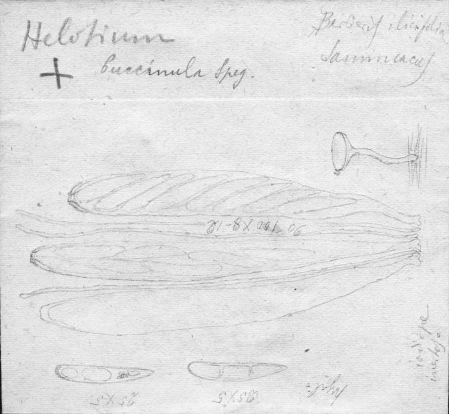 dibujo de Helotium buccinula Speg.