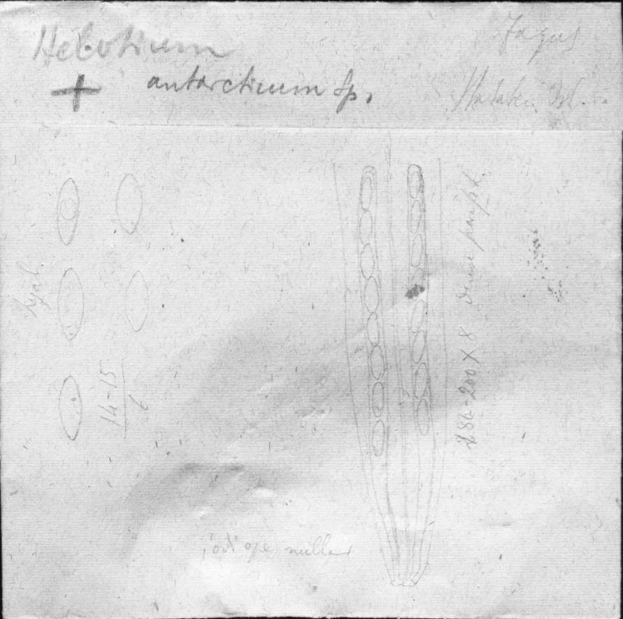 dibujo de Helotium antarcticum Speg.