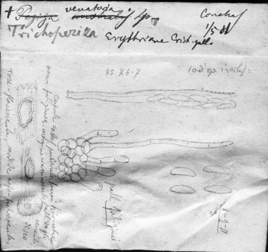 dibujo de Peziza venatoria Speg.