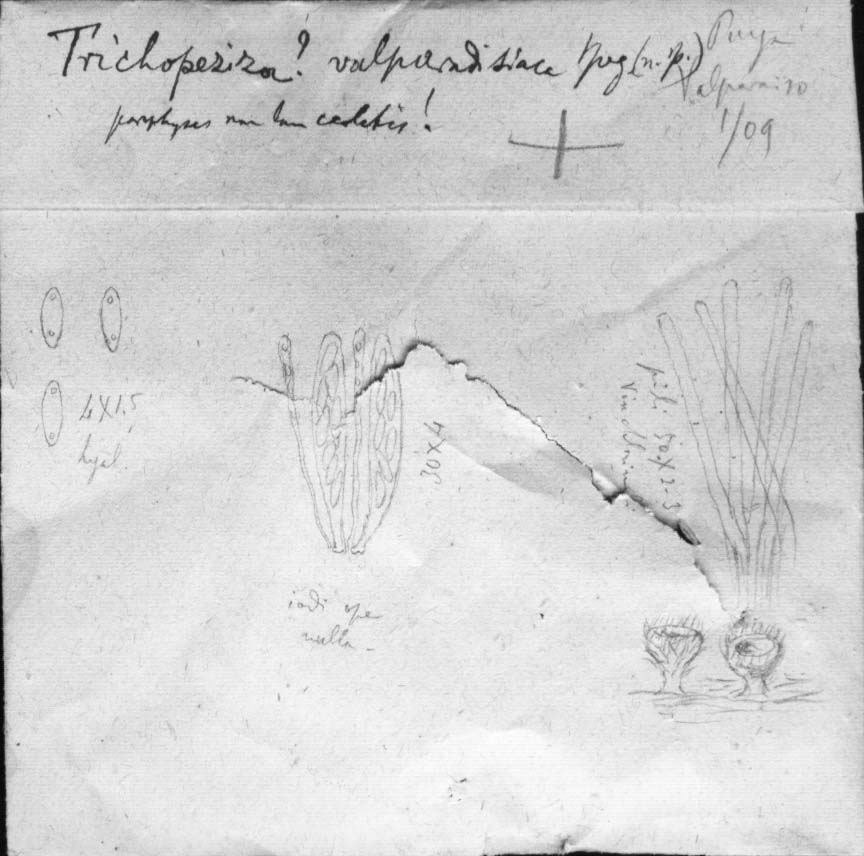 dibujo de Trichopeziza valparadisiaca Speg.