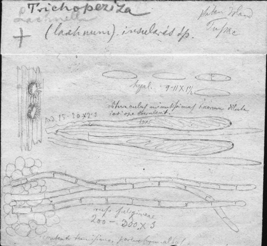 dibujo de Lachnella insularis Speg.