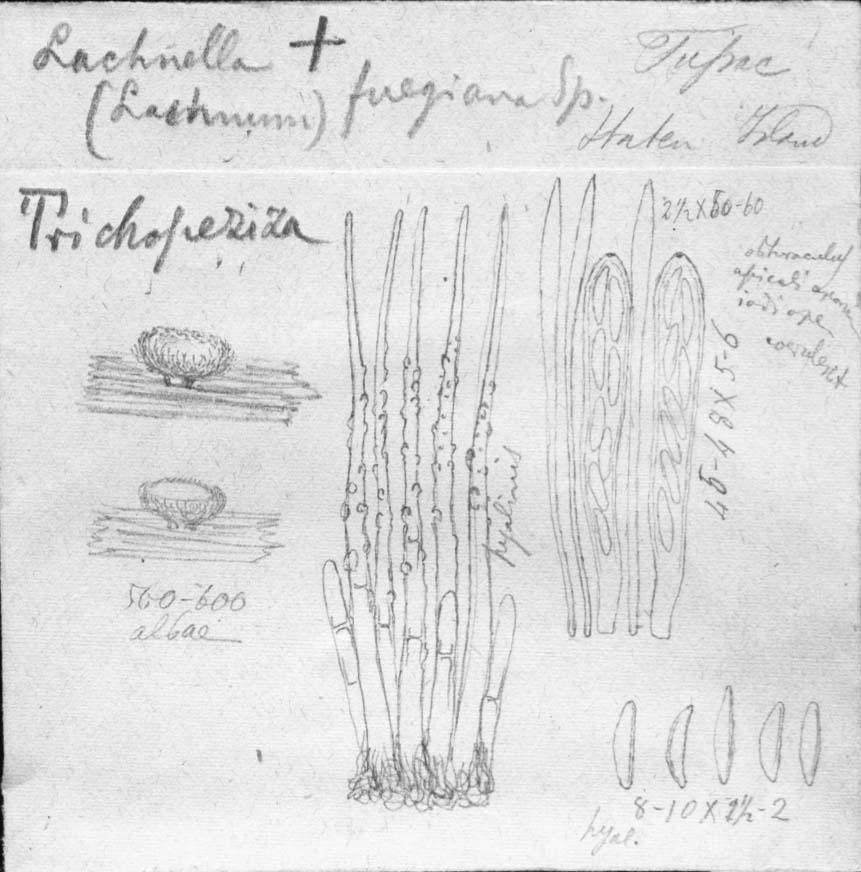 dibujo de Lachnella fuegiana Speg.