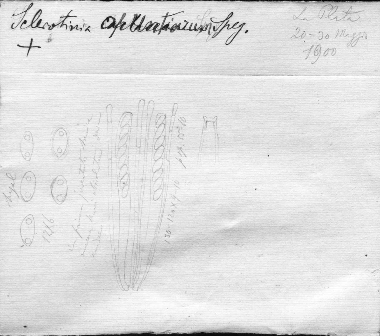 dibujo de Sclerotinia opuntiarum Speg.