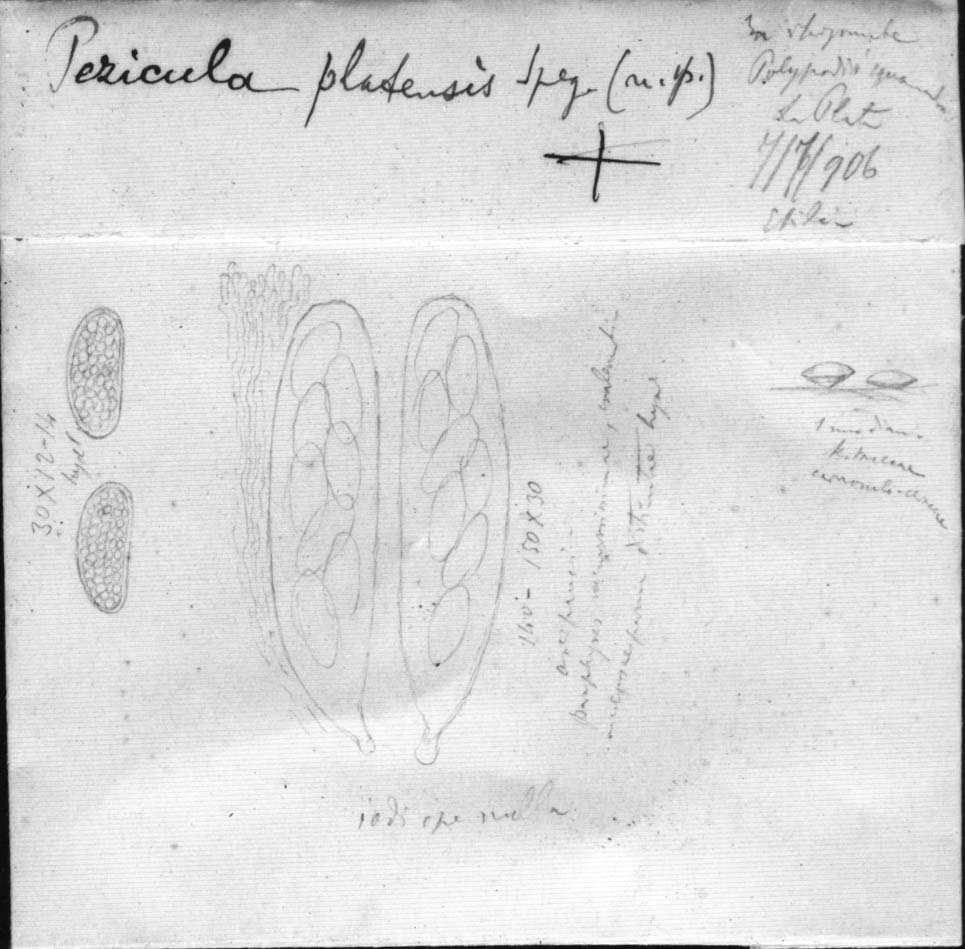 dibujo de Pezicula platensis Speg.
