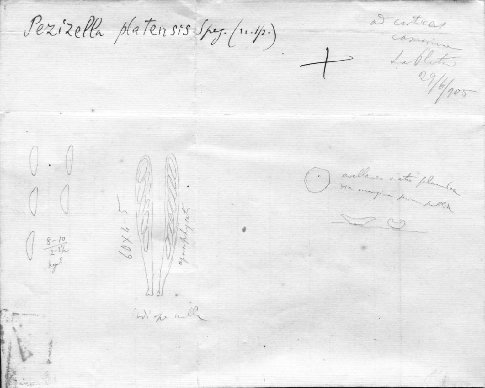 dibujo de Pezizella platensis Speg.