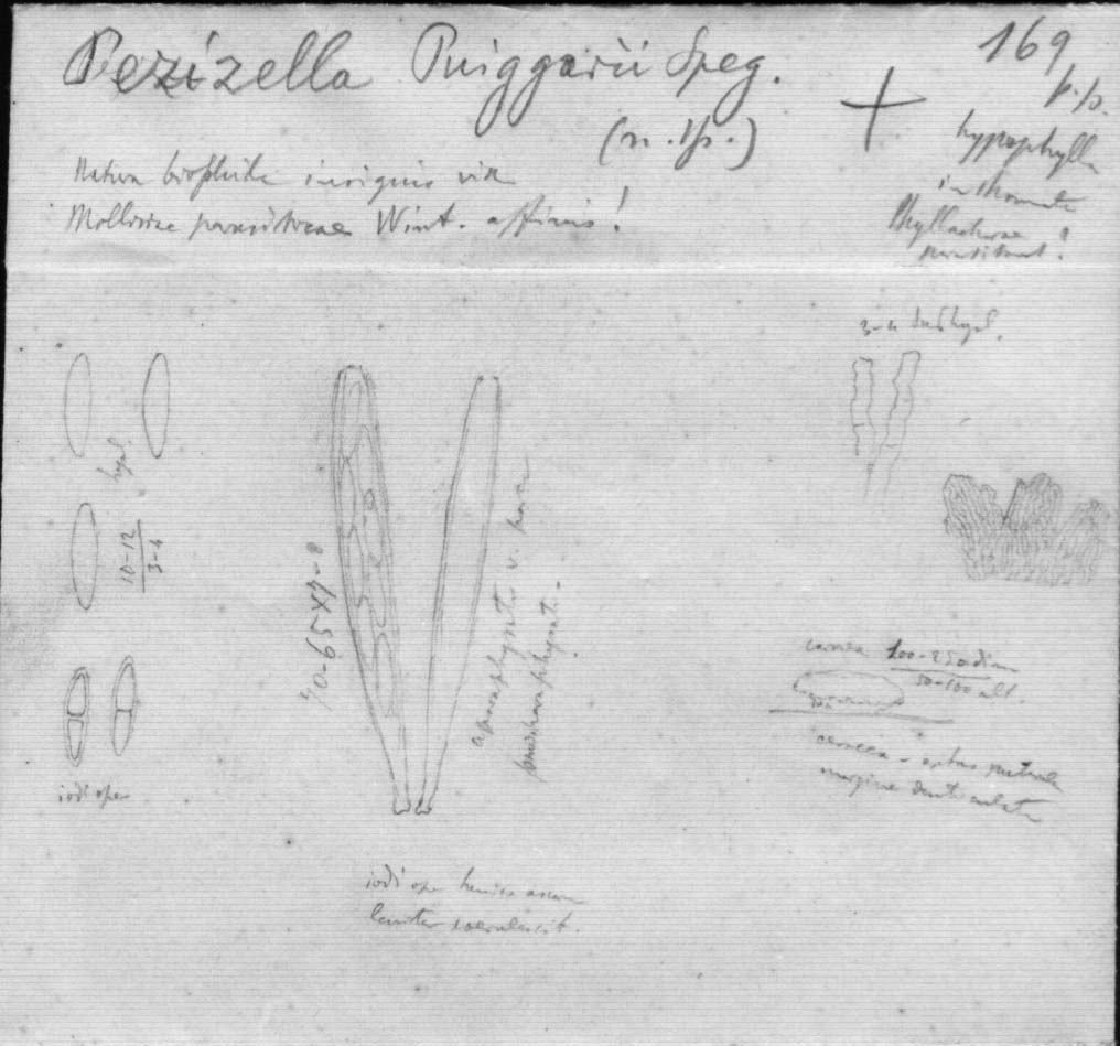 dibujo de Pezizella puiggarii Speg.