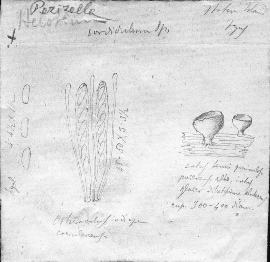 dibujo de Helotium sordidulum Speg.