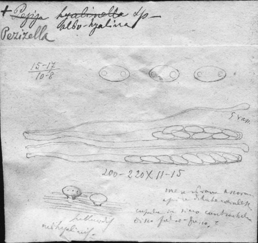 dibujo de Peziza hyalino-alba Speg.