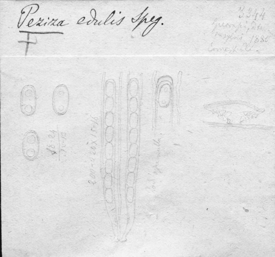 dibujo de Peziza edulis Speg.