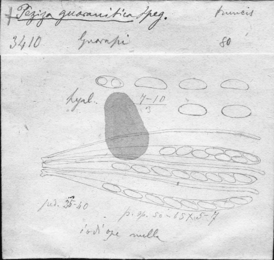 dibujo de Peziza guaranitica Speg.