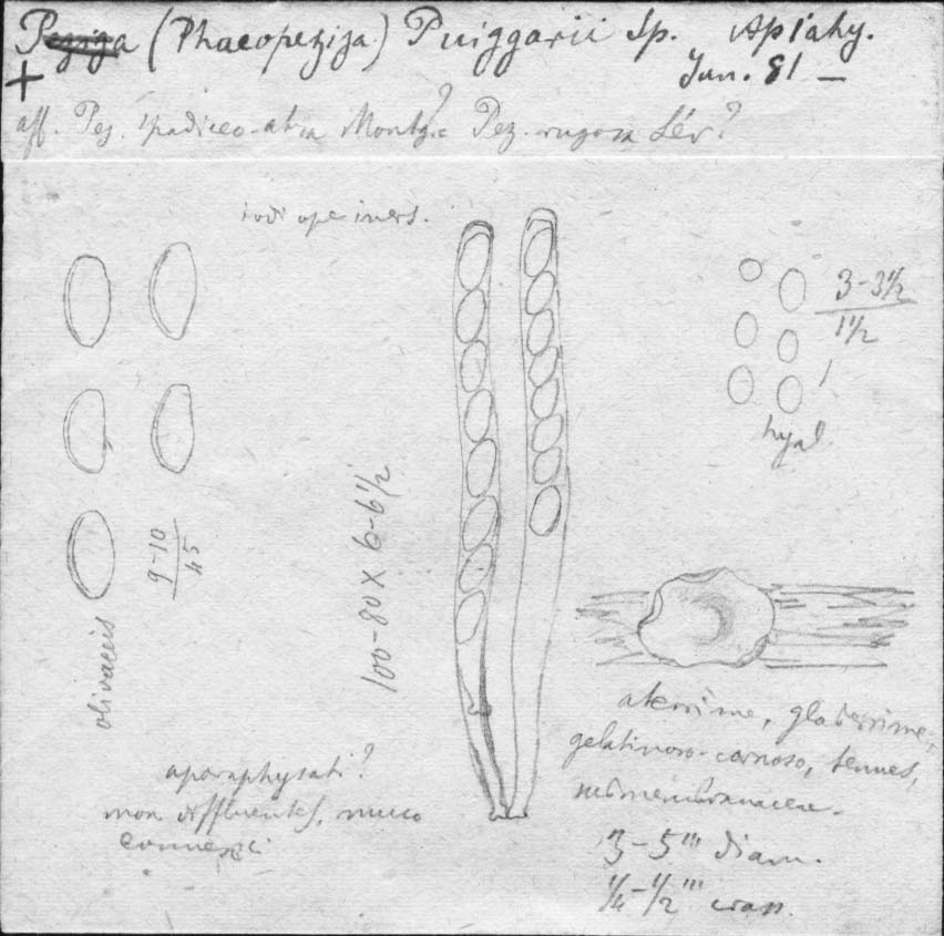 drawing of Peziza puiggarii Speg.
