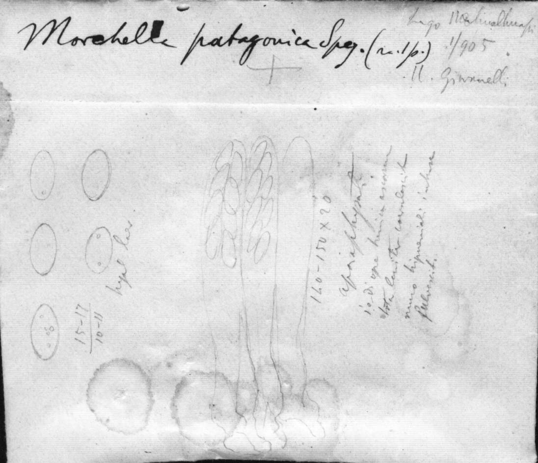 dibujo de Morchella patagonica Speg.