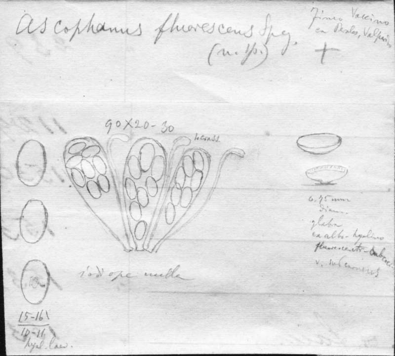 dibujo de Ascophanus fluorescens Speg.