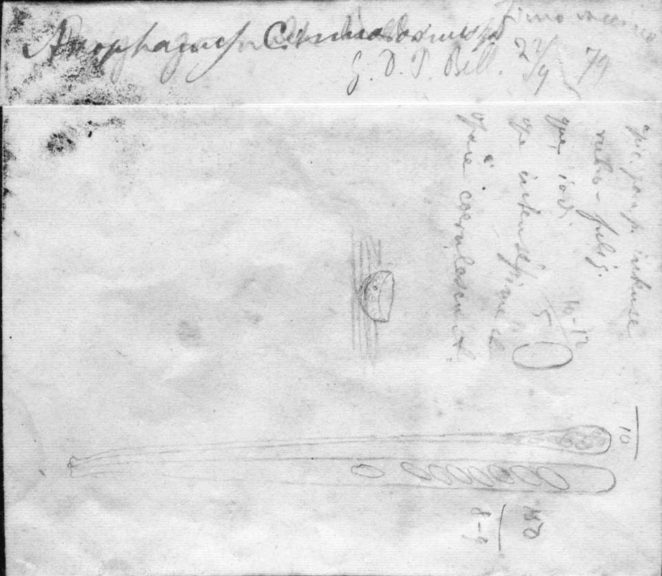 dibujo de Ascophanus cinnabarinus Speg.