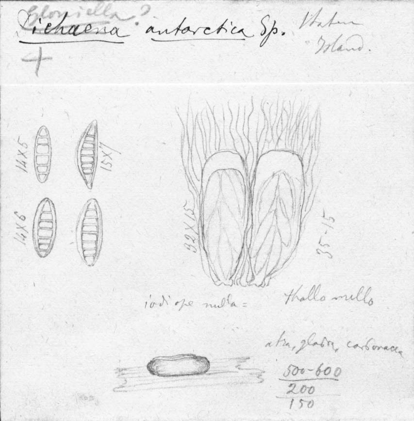 dibujo de Gloniella antarctica Speg.