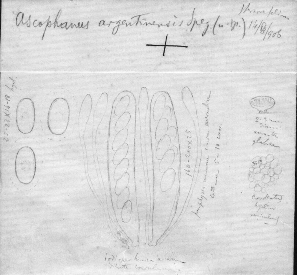 dibujo de Ascophanus argentinensis Speg.