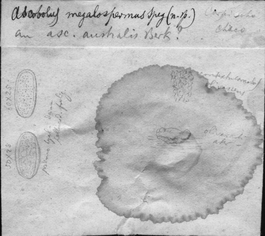 dibujo de Ascobolus megalospermus Speg.