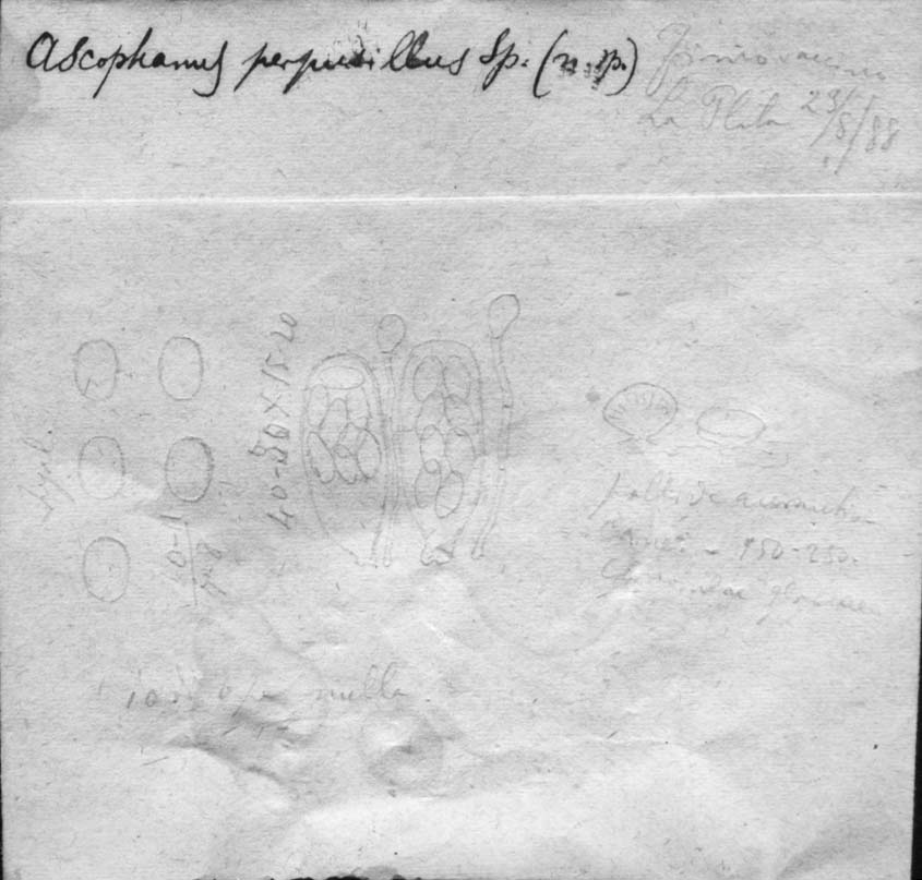 dibujo de Ascophanus perpusillus Speg.