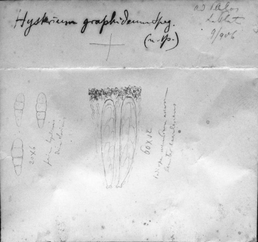 dibujo de Hysterium graphideum Speg.