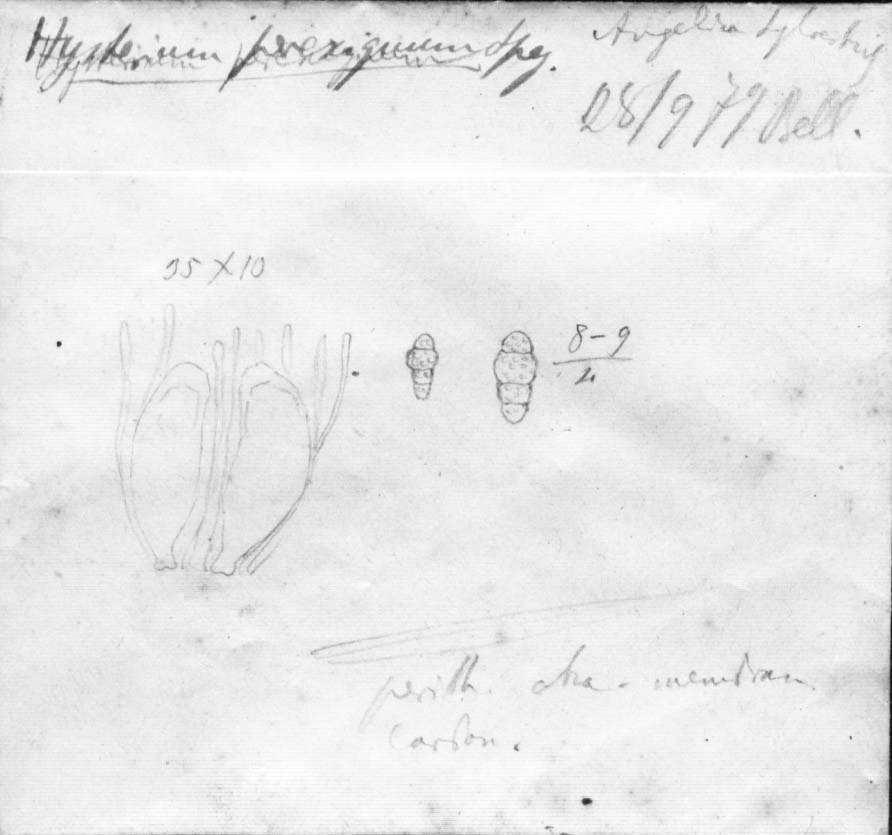 dibujo de Hysterium perexiguum Speg.