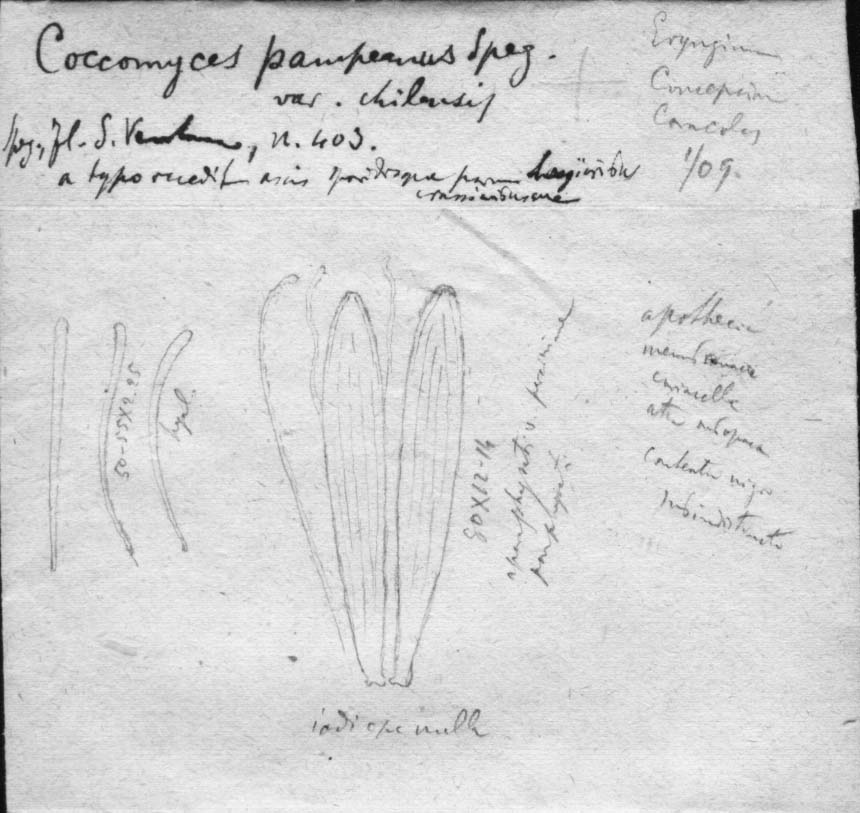 dibujo de Coccomyces pampeanus Speg.