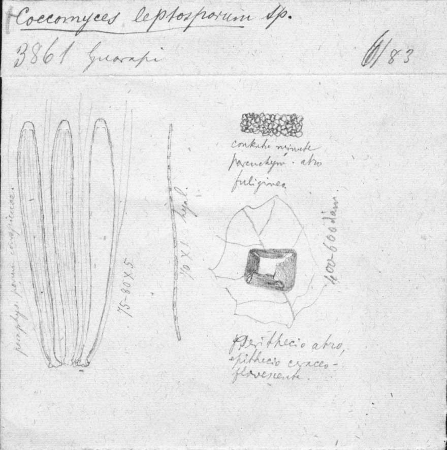 dibujo de Coccomyces leptosporus Speg.