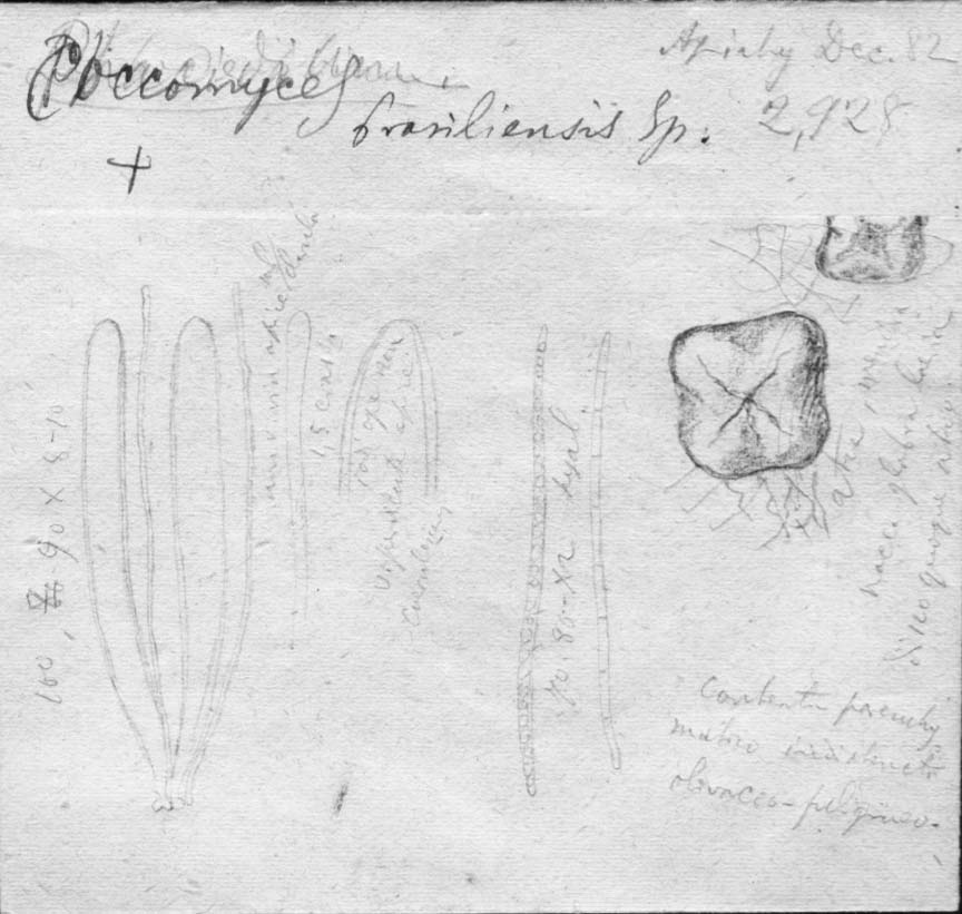 dibujo de Coccomyces brasiliensis Speg.