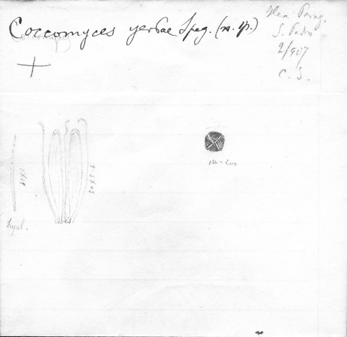 dibujo de Coccomyces yerbae Speg.