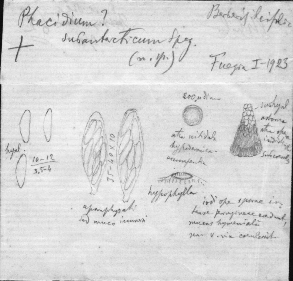 dibujo de Phacidium subantarcticum Speg.