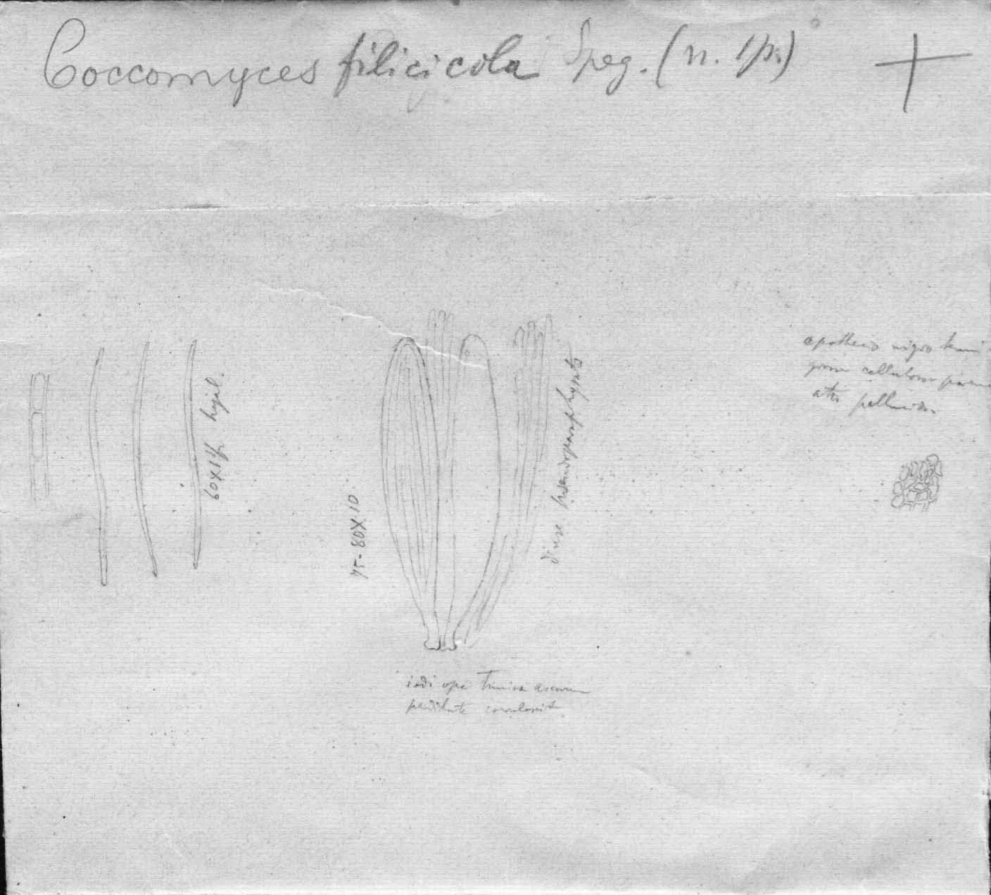 dibujo de Coccomyces filicicola Speg.