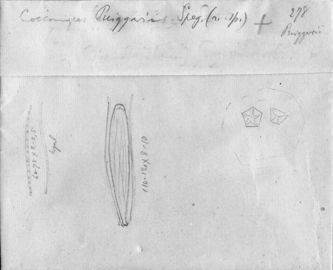 dibujo de Coccomyces puiggarii Speg.