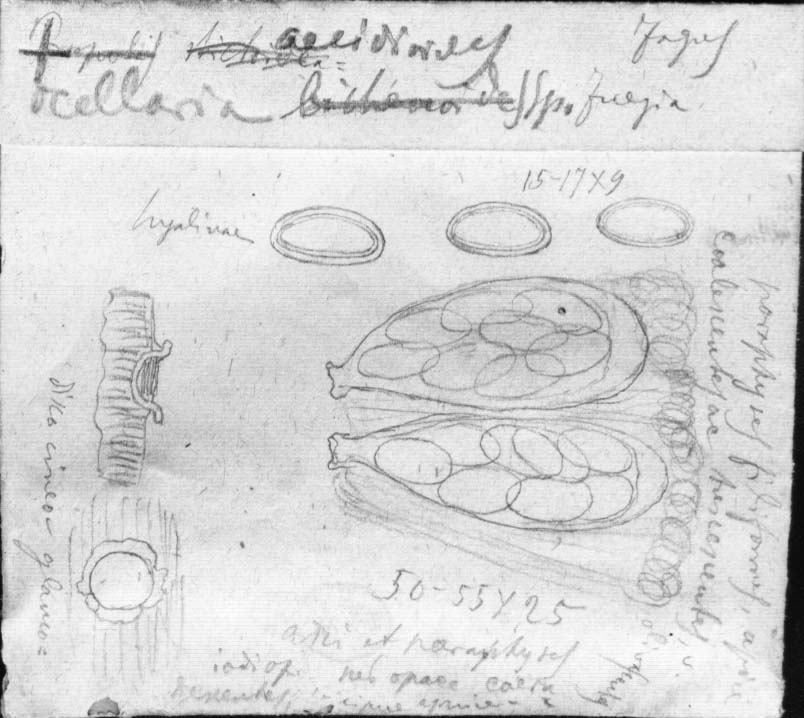 dibujo de Ocellaria aecidioides Speg.