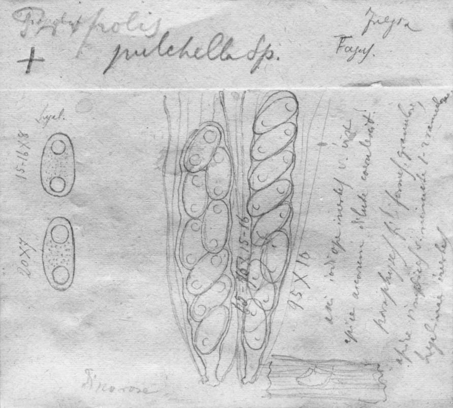 dibujo de Propolis pulchella Speg.