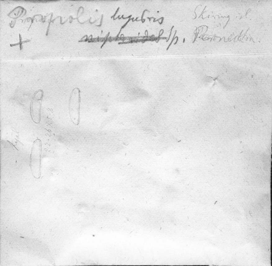 dibujo de Propolis lugubris Speg.