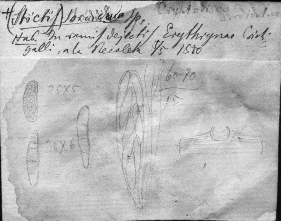 dibujo de Cryptodiscus sordidulus Speg.