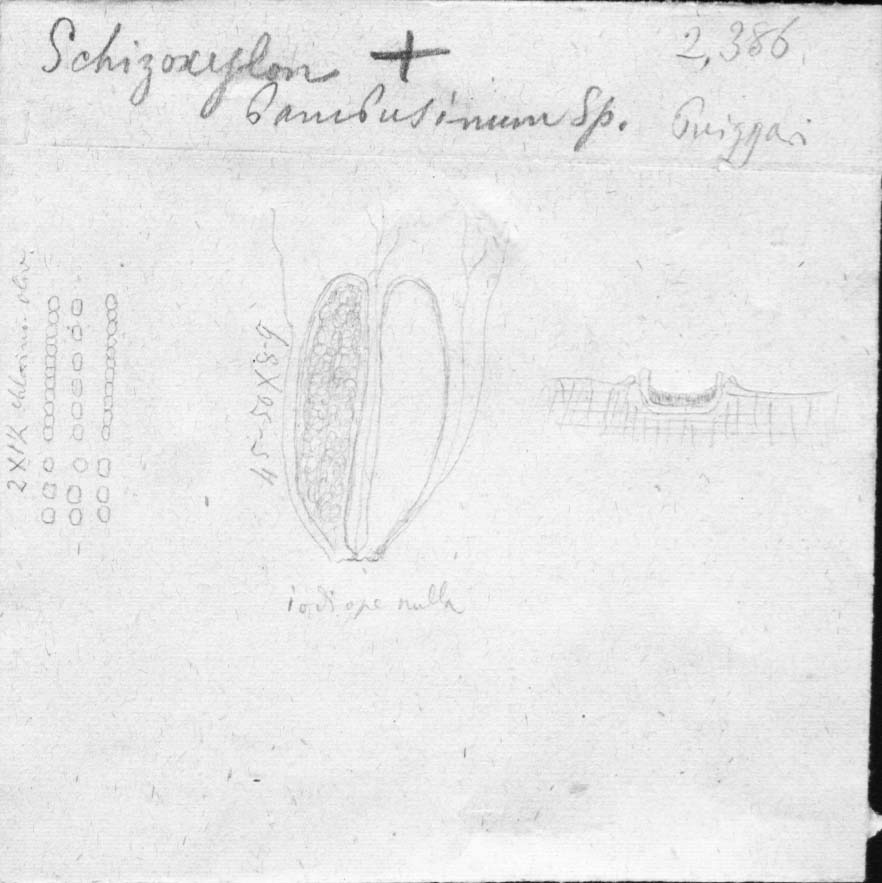 dibujo de Schizoxylon bambusinum Speg.