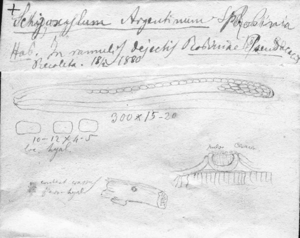 dibujo de Schizoxylon argentinum Speg.