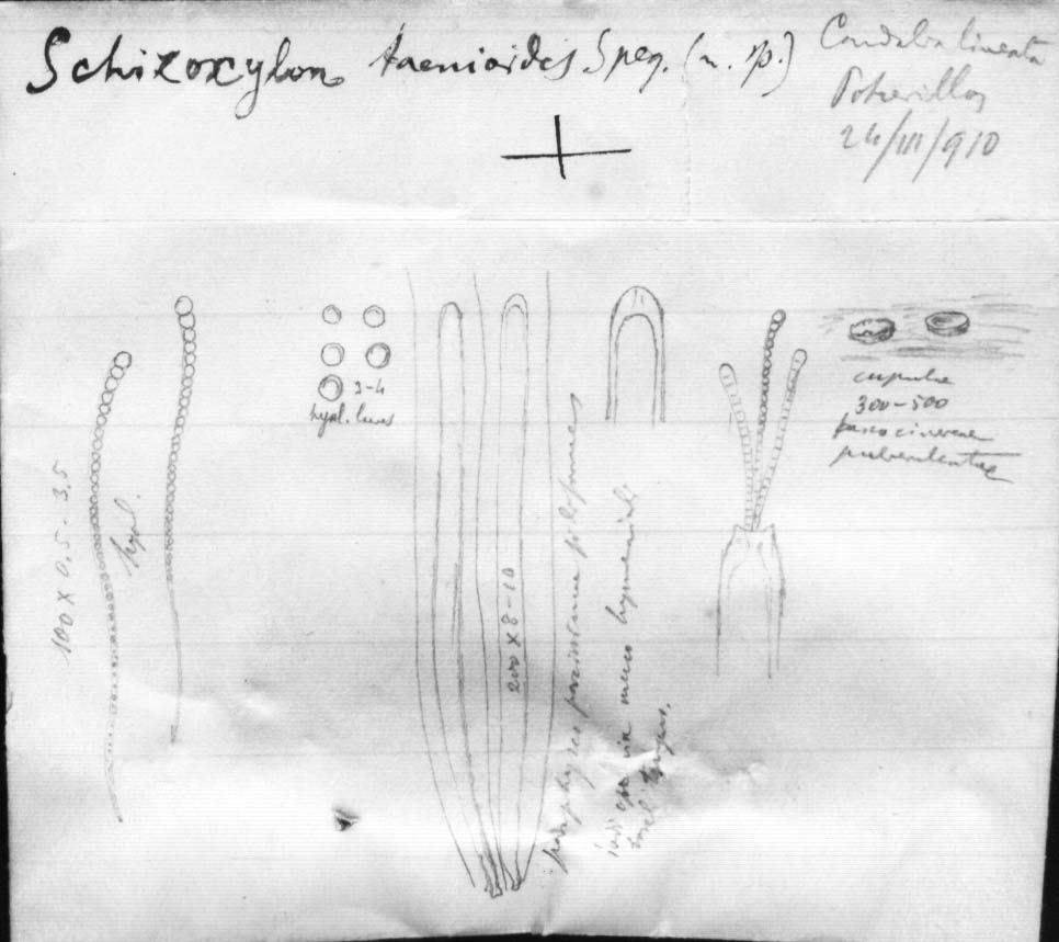 dibujo de Schizoxylon taenioides Speg.