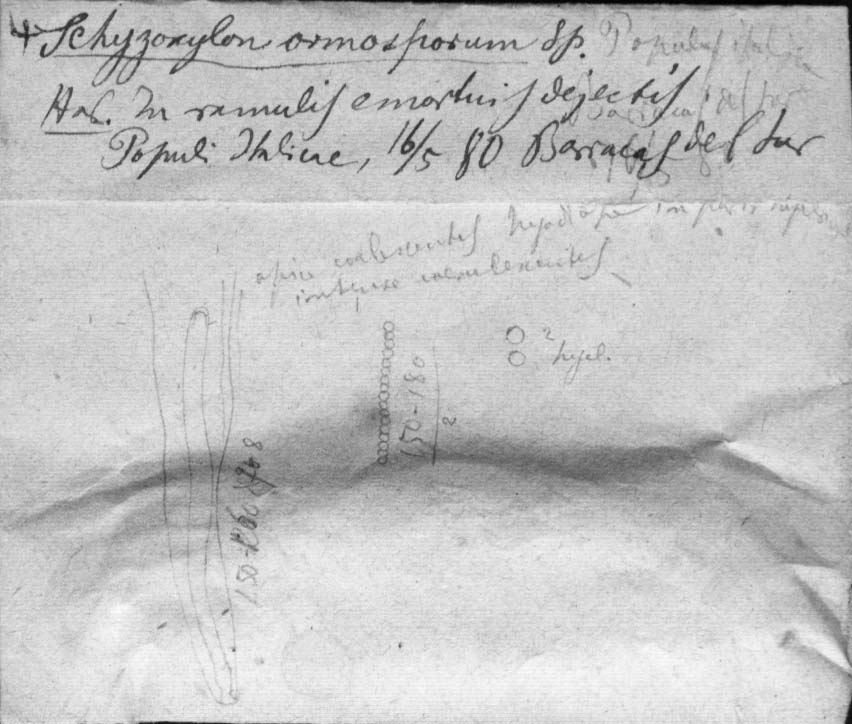 dibujo de Schizoxylon hormosporum Speg.
