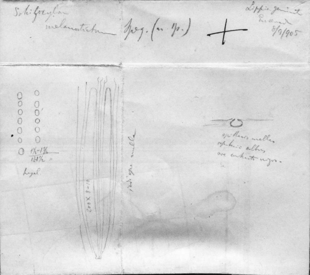 dibujo de Schizoxylon melanostictum Speg.