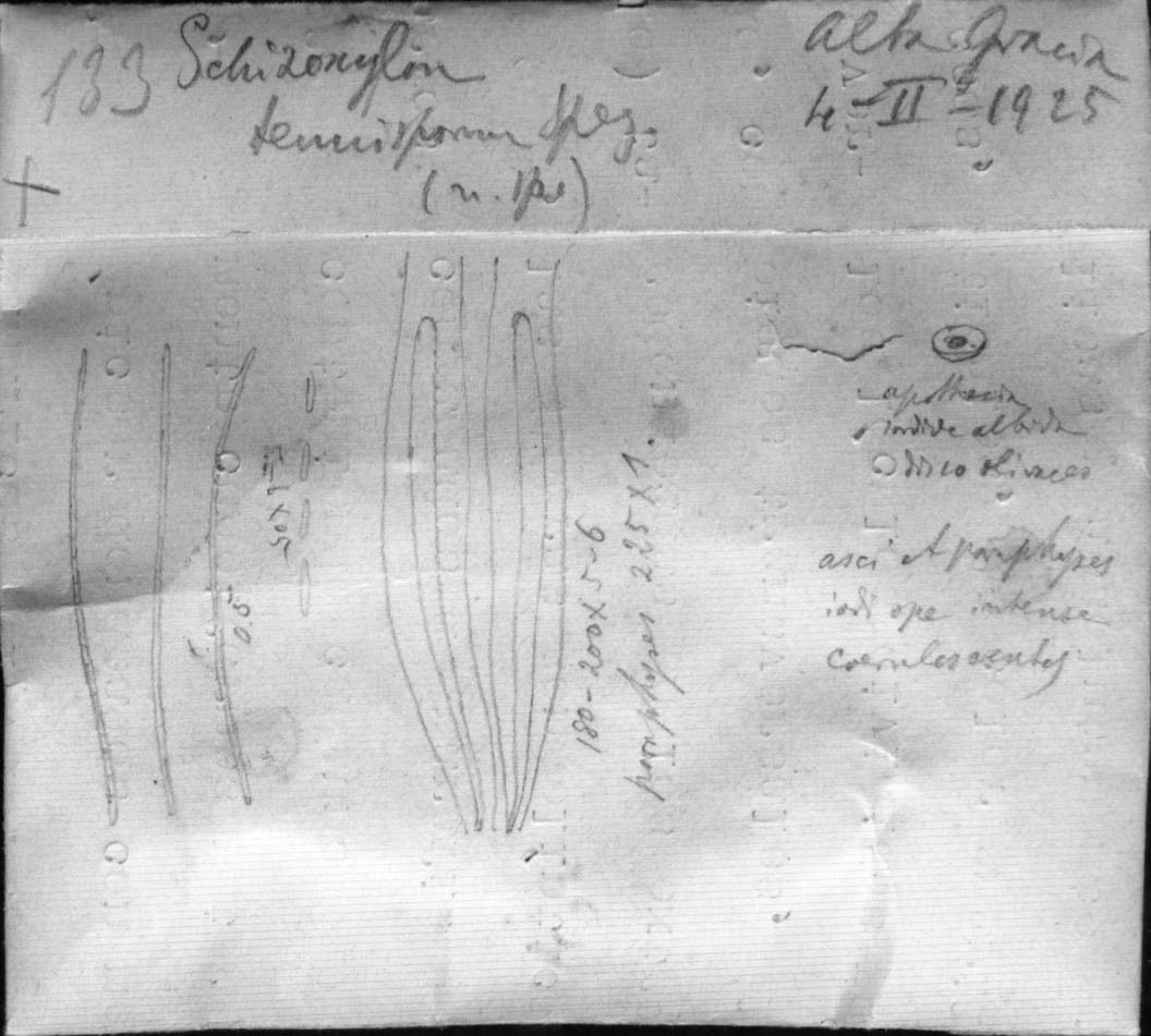 dibujo de Schizoxylon tenuisporum Speg.