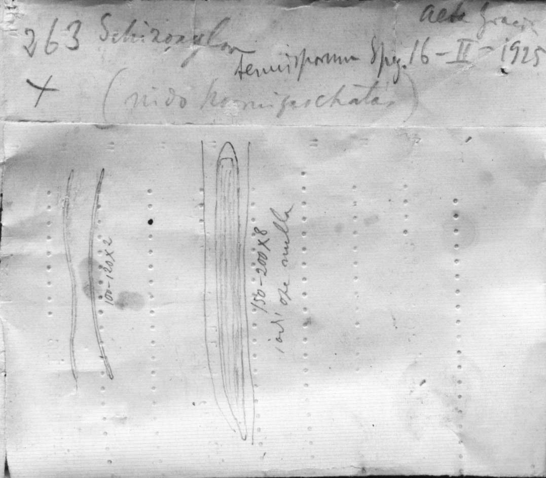 dibujo de Schizoxylon tenuisporum Speg.