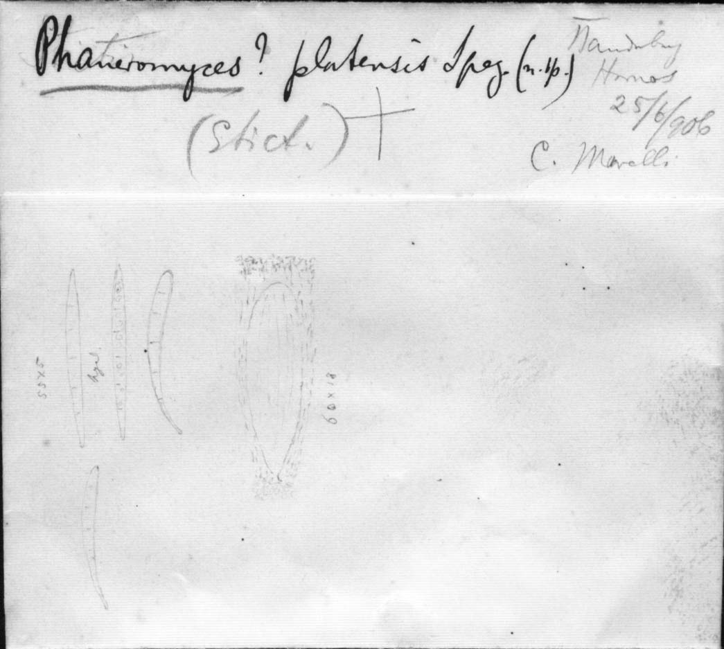 dibujo de Phaneromyces platensis Speg.