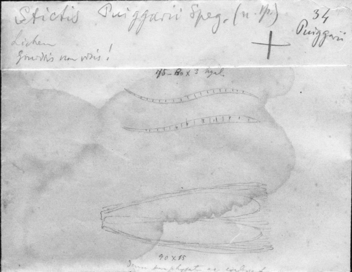 dibujo de Stictis puiggarii Speg.