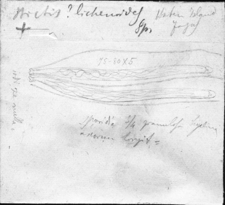 dibujo de Stictis lichenoides Speg.
