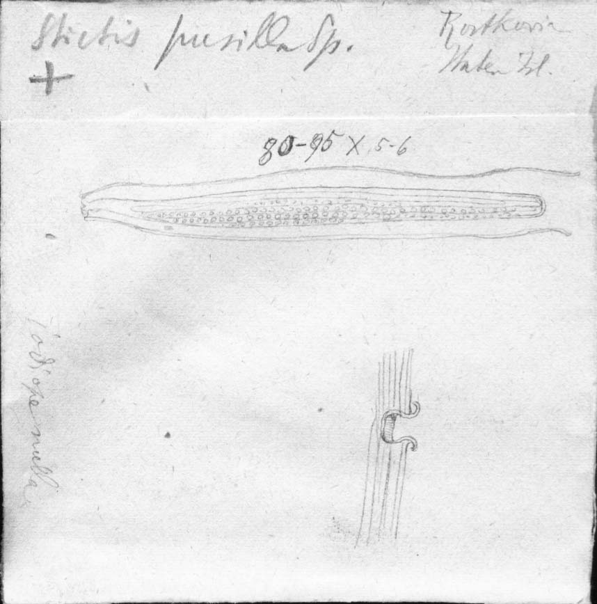 dibujo de Stictis pusilla Speg.