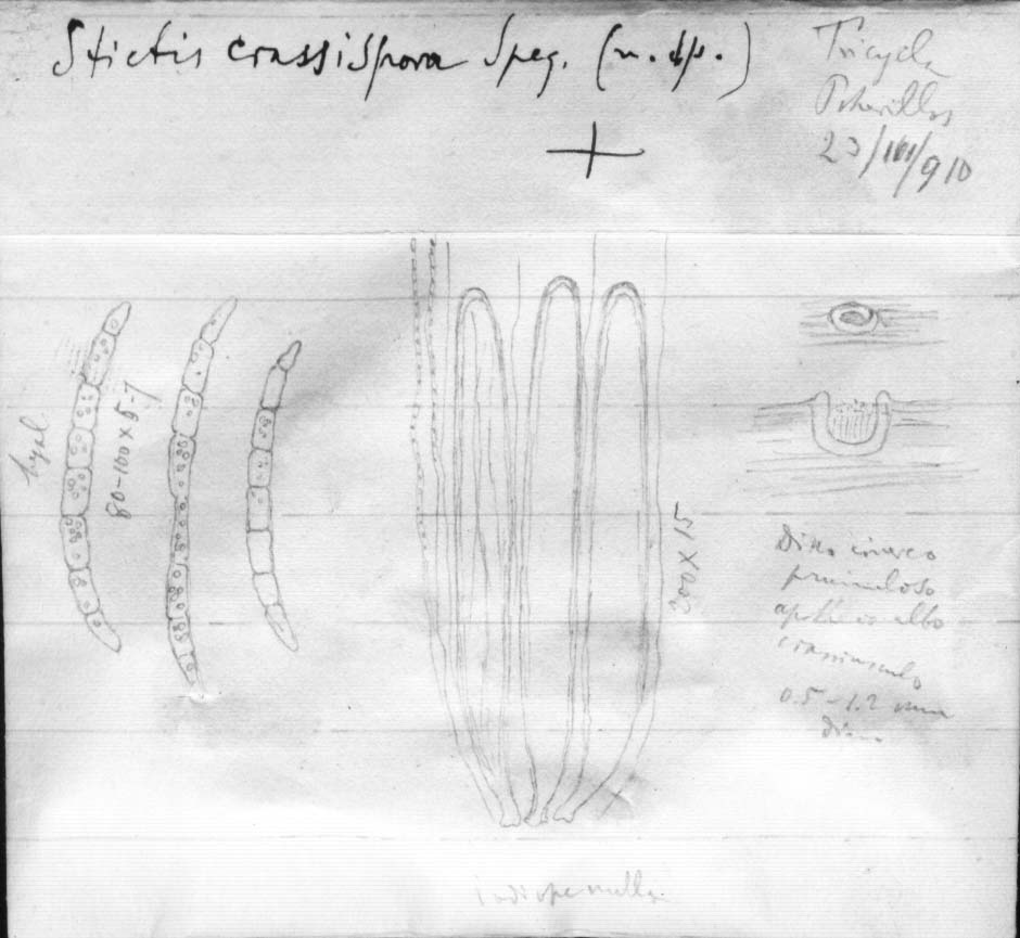 dibujo de Stictis crassispora Speg.