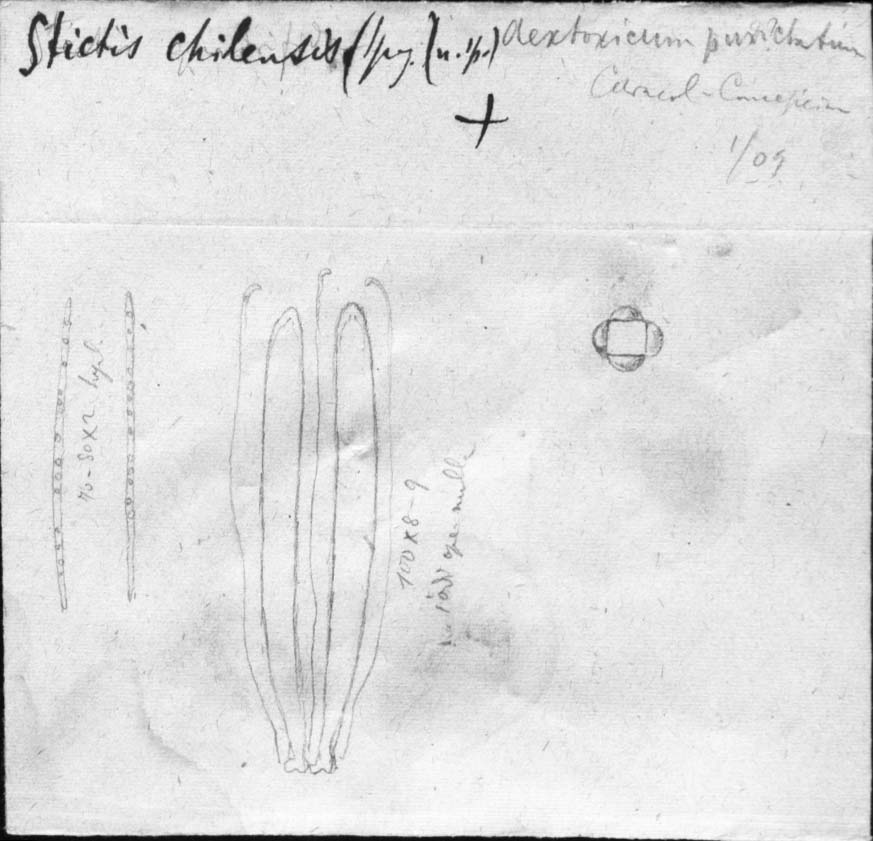 dibujo de Stictis chilensis Speg.