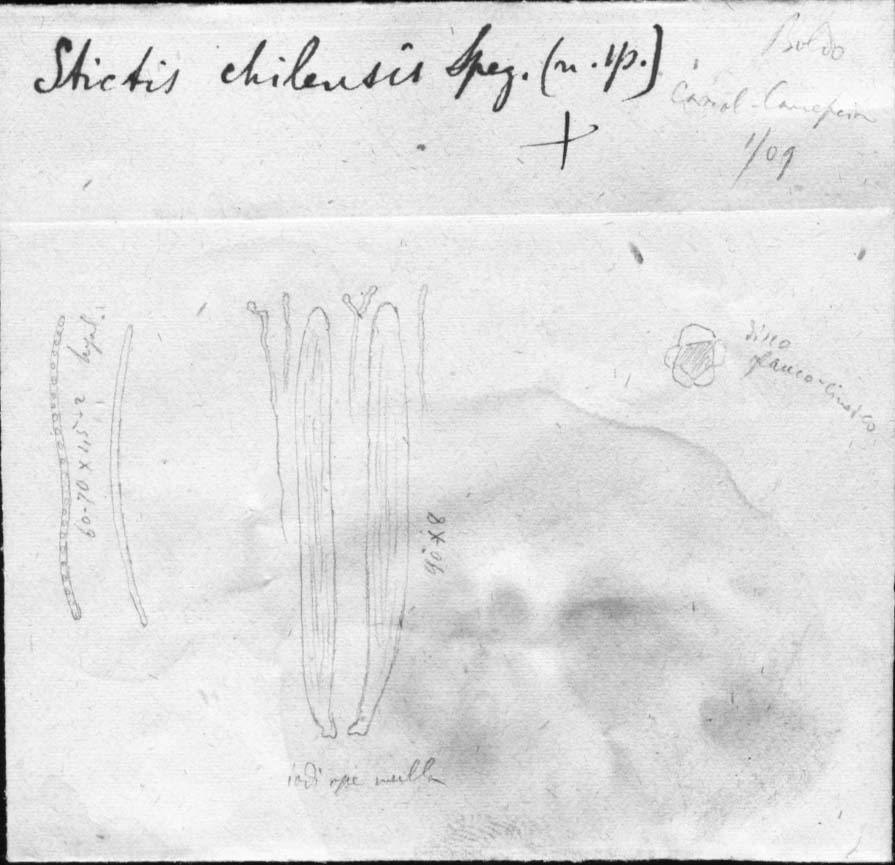 dibujo de Stictis chilensis Speg.